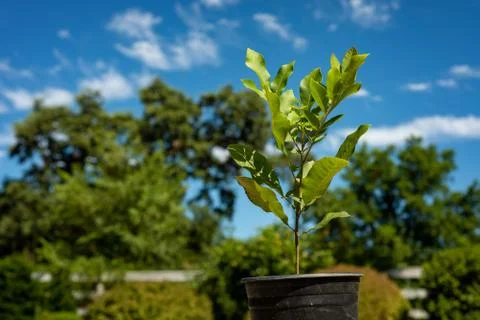 Young sapling of pecan tree, pecan seedling planted in nursery pot Stock Photos