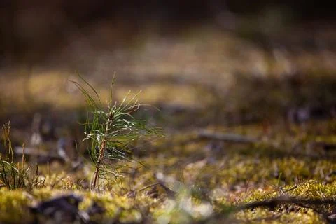 Young sapling of a pine tree Stock Photos