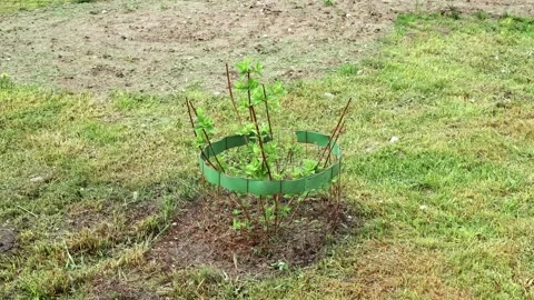 Young sapling protected by a guard growing in a grassy field. Support for bush Stock Footage 337821499