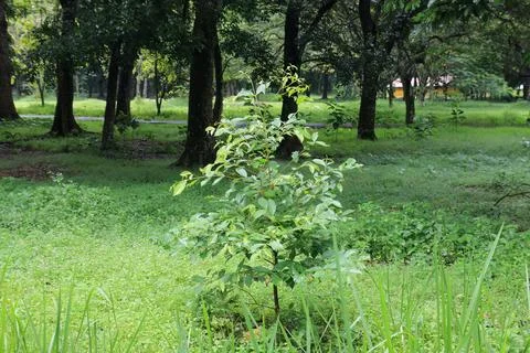 Young Sapling Rising Across Spacious Meadow. Stock Photos