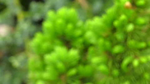 Young sapling spruce, grown from seed Stock Footage 110827016