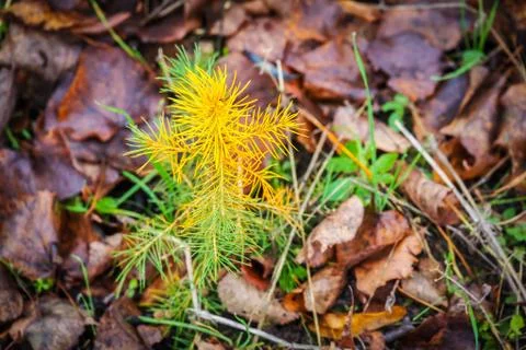 A young sapling of spruce grows in the ground. Sapling spruce planted by man Stock Photos