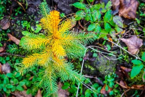 A young sapling of spruce grows in the ground. Sapling spruce planted by man Stock Photos