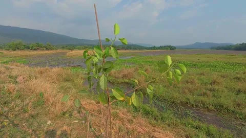 A young sapling stands tall and proud, showcasing its fresh green leaves Stock Footage 321885599