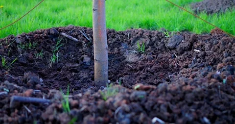 Young sapling supported by stakes, nestled in fertile dark soil, surrounded by Stock Footage 309046281
