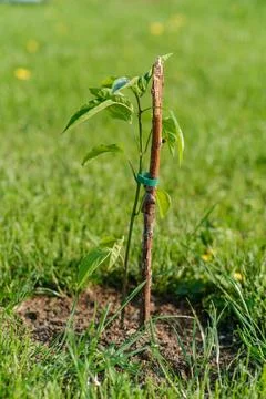 Young sapling tree supported by a wooden stake in a grassy field with sunlight Stock Photos