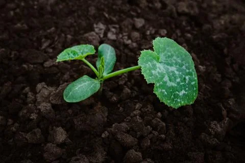 A young sapling of zucchini grows in the ground in the garden Stock Photos