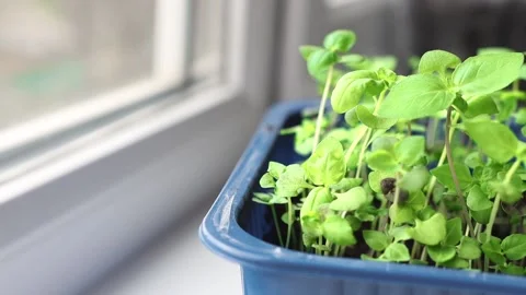 Young saplings of basil grown on the windowsill of the house close-up. Video stock 231047898