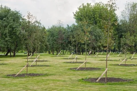 Young saplings in a park Stock Photos