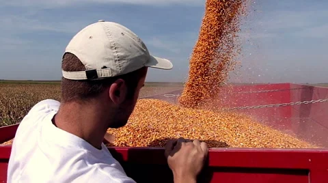 Young satisfied farmer enjoys in yield during the corn harvest Stock Footage