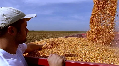 Young satisfied farmer enjoys in yield during the corn harvest Stock Footage 55282970