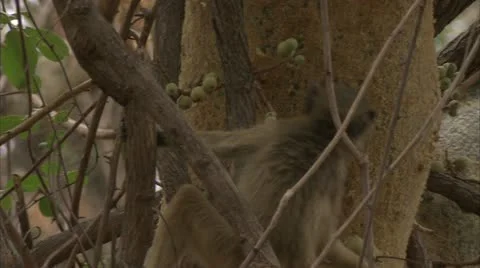 Young Savanna Baboon in fruit tree. Niassa Reserve, Mozambique. Stock Footage 23818490
