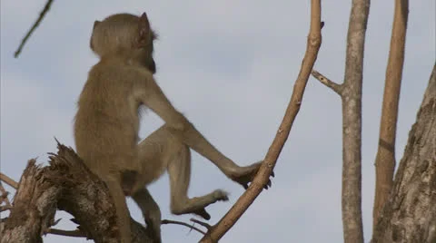 Young Savanna Baboon jumping up tree in Niassa Reserve, Mozambique. Stock Footage 22916921