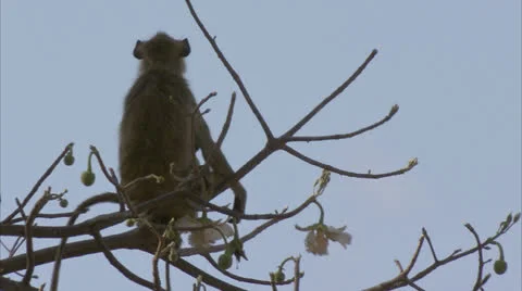 Young Savanna Baboon sitting in tree and calling. Niassa Reserve, Mozambique. Stock Footage 22897186
