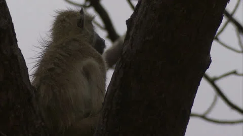 Young Savanna Baboon sitting in tree in Niassa Reserve, Mozambique. Video stock 22897404