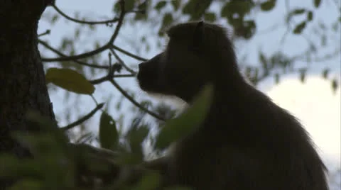 Young Savanna Baboon sitting in tree in Niassa Reserve, Mozambique. Stock Footage 22897719