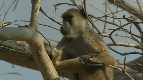 Young Savanna Baboon sitting in tree. Niassa Reserve, Mozambique. Stock Footage 23749109