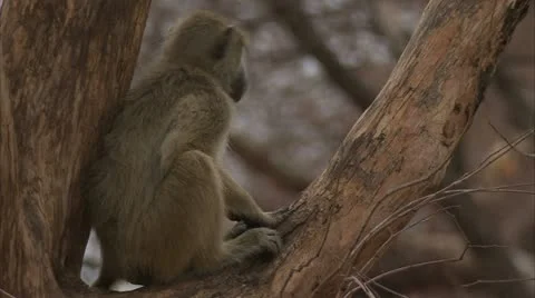 Young Savanna Baboon sitting in tree. Niassa Reserve, Mozambique. Stock Footage 23819331