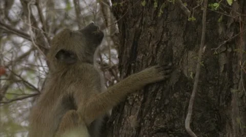 Young Savanna Baboon sitting in tree. Niassa Reserve, Mozambique. Stock Footage 23838436