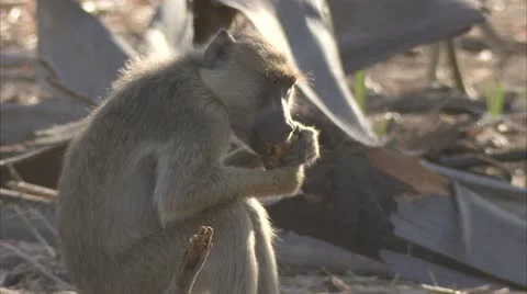 Young Savanna Baboon sitting in tree, eating, in Niassa Reserve, Mozambique. Stock Footage 23855433