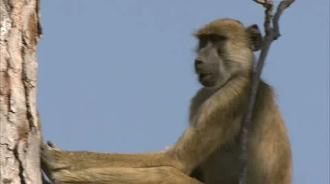 Young Savanna Baboon in tree, chewing. Niassa Reserve, Mozambique. Stock Footage 23796328