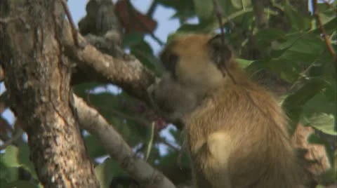 Young Savanna Baboon in tree, eating. Niassa Reserve, Mozambique. Stock Footage 23839341