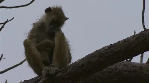 Young Savanna Baboon in tree, resting. Niassa Reserve, Mozambique. Video stock 23761459