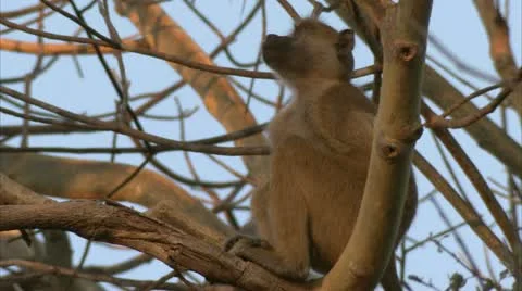 Young Savanna Baboon in tree, staring at the sky. Niassa Reserve, Mozambique. Stock Footage 23736325