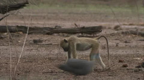 Young Savannah Baboon foraging / eating in Niassa Reserve, Mozambique. Stock Footage 10868532