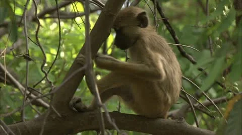 Young Savannah Baboon sitting in tree in Niassa Reserve, Mozambique. Stock Footage 10866666