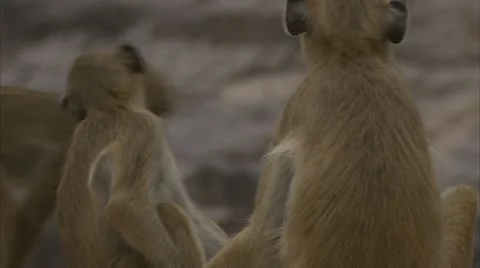 Young Savannah Baboons being playfull in Niassa Reserve, Mozambique. Stock Footage 10872082