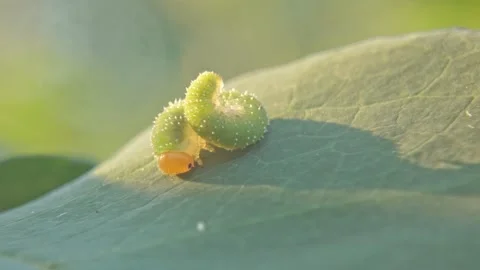 Young sawfly larva insect resting on a leaf close-up Stock Footage 259972032