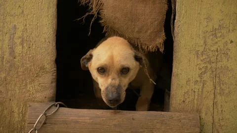 Young scared puppy coming out of her dog house and slowly approaching Stock Footage 155421250