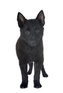 Young Schipperke in studio Stock Photos