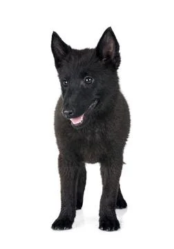 Young Schipperke in studio Foto stock