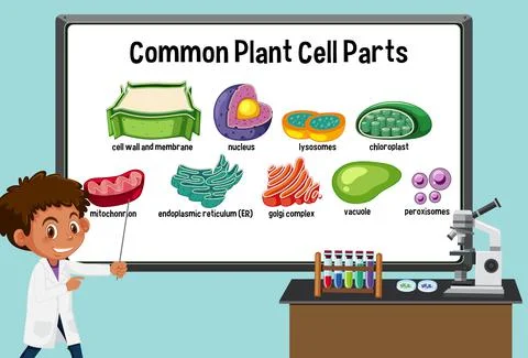 Young scientist explaining common plant cell parts in front of a board in lab Stock Illustration