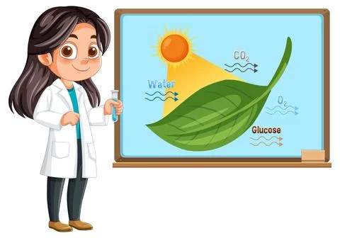 Young Scientist Explains Photosynthesis Process on Classroom Whiteboard Stock Illustration