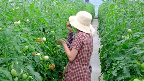 Young scientists working on a tomato greenhouse farm. Compare the data in the ta Vídeos de archivo 133534341