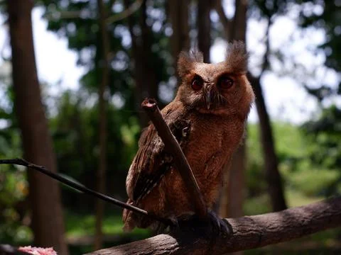 Young Scops Owl perching on a tree branch in the forest. Stock-Fotos