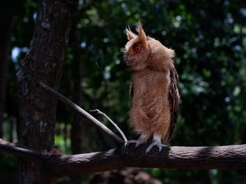 Young Scops Owl perching on a tree branch in the forest. Stock Photos