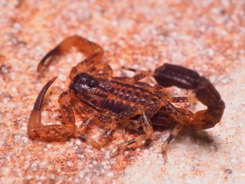 Young Scorpion in the Back Yard Stock Photos