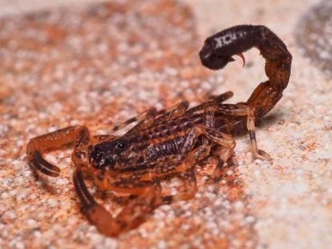 Young Scorpion in the Back Yard Fotos Stock