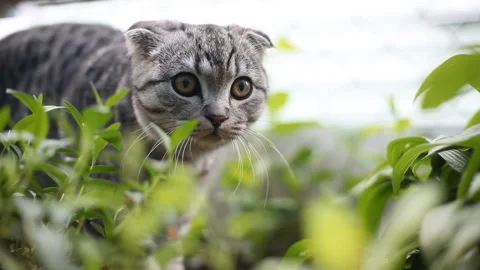 Young Scottish fold cat playfully hiding in the bushes. Stock Footage 130756461