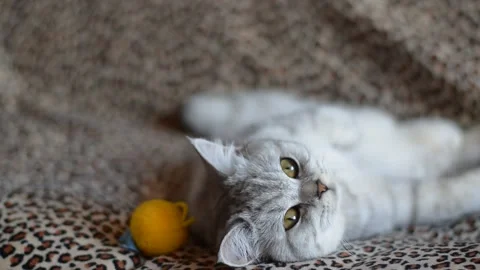 Young scottish straight cat sits on the gray couch.  Stock Footage 181547696