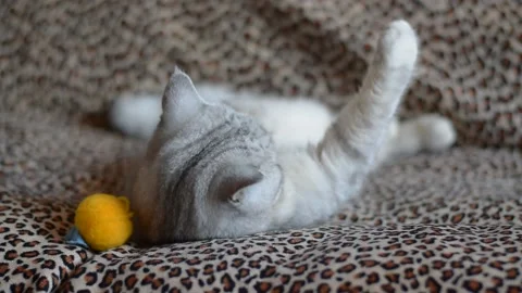 Young scottish straight cat sits on the gray couch Stock Footage 181547747