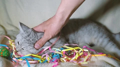 Young scottish straight cat sits on the gray couch. Animals stay at home concept Stock Footage 181585652