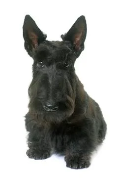 Young scottish terrier Stock Photos