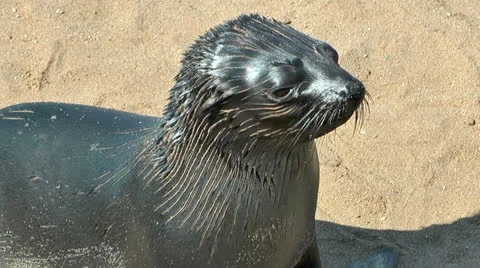 Young sea lion at cape cross Stock Footage