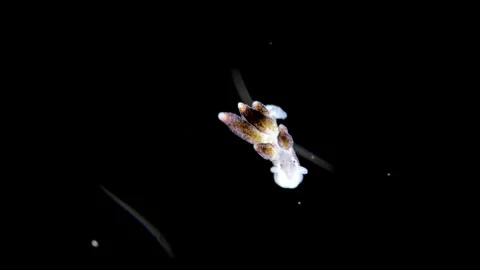 Young sea slug under a microscope, order Nudibranchia, Mollusca phylum. Stock Footage 340776483