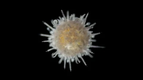 Young sea urchin Echinoidea under a microscope, type Echinodermat Stock Footage 257539861